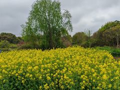 -西京湾花海