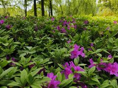 -西山漾湿地公园