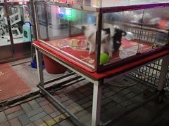 -中环花鸟鱼虫市场