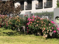 -莲花池公园
