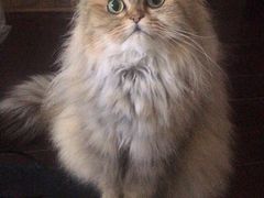 -1013 PET SHOP 宠物商店(近铁城市广场店)