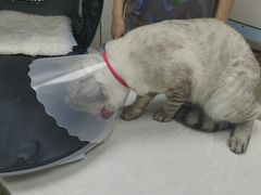 -中农国际动物医院24小时·猫科·骨科·急重症中心