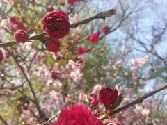 -桃花堤公园