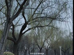 -泰丰公园