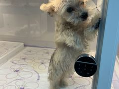 -翊宠yipet猫狗购宠庄园犬舍•猫舍