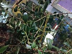 -上海昆虫博物馆