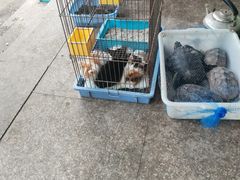 -双季花艺园艺市场(浦东店)