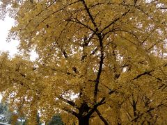 -三里屯东五街银杏大道