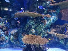 -上海海洋水族馆