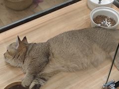 -袖虎·猫馆(体育西路店)