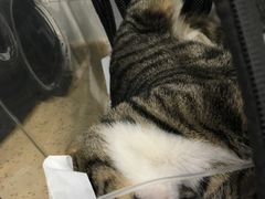 -伟伟宠物医院·CT影像中心·瑞派犬猫综合性门诊(汉口总院)