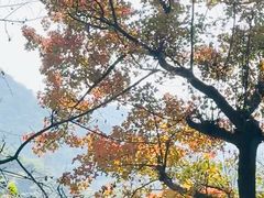 -广州市石门国家森林公园