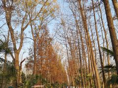 -合肥滨湖国家森林公园