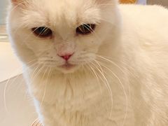 -飞行喵MR PILOT|猫舍·猫咖(静安大融城店)