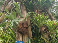 -中国科学院西双版纳热带植物园