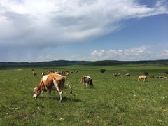 -塞罕坝国家级自然保护区