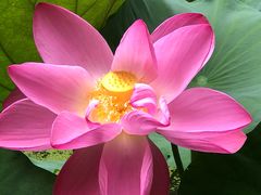 -陈家山荷花公园