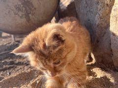 -张金涛熏鸡(人民南路店)