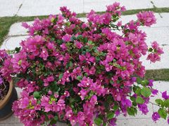 -莲花山公园
