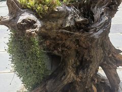 -寂照庵