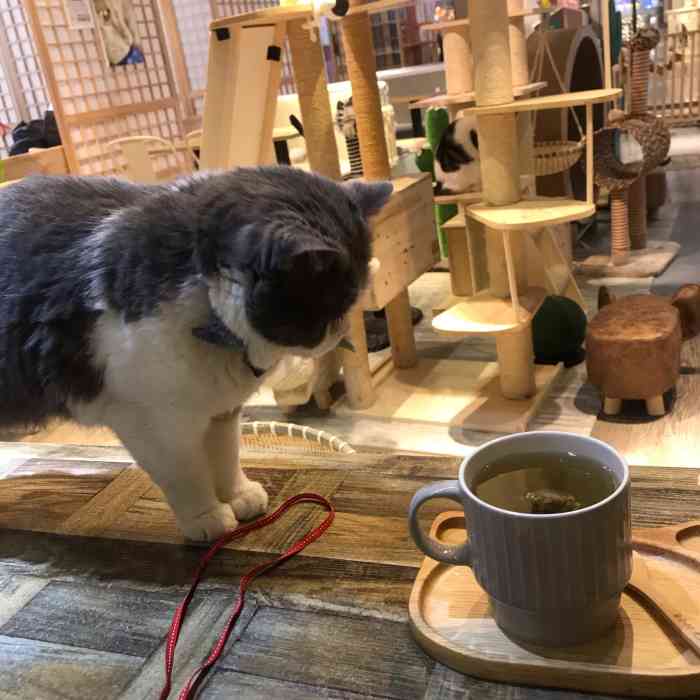 小时光猫语时光咖啡书吧(财富购物中心店)