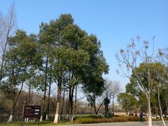 -洋湖国家湿地公园