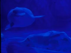 -上海海昌海洋公园-冰山北极馆