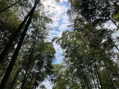 -大奇山国家森林公园