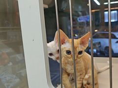 -唐小姐の私宠·宠物洗护美容·撸猫馆·购宠(周浦万达旗舰店)