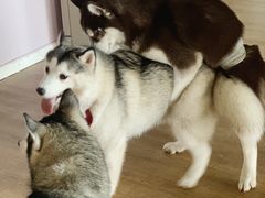 -Husky Go! 哈士奇体验馆·宠物咖啡厅狗咖