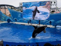 -上海海昌海洋公园