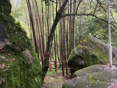 -炎陵县神农谷国家森林公园