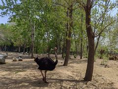 -大连森林动物园