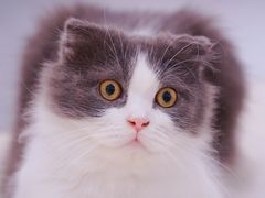 -飞行喵MR PILOT|猫舍·猫咖(静安大融城店)