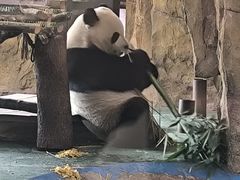 -成都动物园