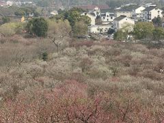 -香雪海