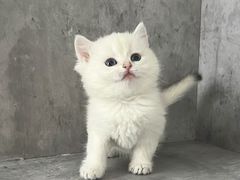 -小猫来了·猫舍(红山六九七九店)