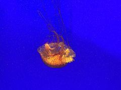 -上海海洋水族馆