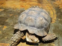 -石家庄市动物园