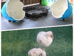 -新加坡飞禽公园