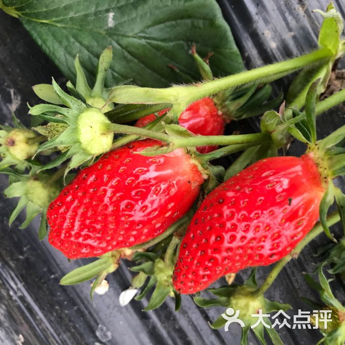 宝山凤冠奶油草莓基地