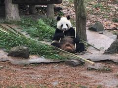 -都江堰中华大熊猫苑