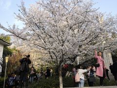 -武汉大学-樱园