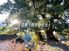 -杨家堂村