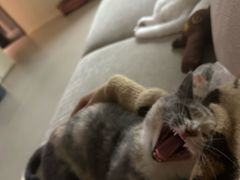 -瑞派名望志远动物医院·猫科·內科·异宠专科(直港大道店)