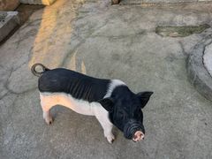 -森波拉奇妙世界