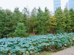 -艾溪湖湿地公园