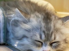 -momokira米努特·德文卷毛猫·棉花面纱犬