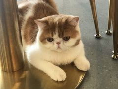 -飞行喵MR PILOT|猫舍·猫咖(静安大融城店)
