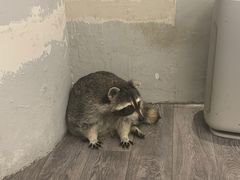 -浣熊柯尔鸭土拨鼠·电玩咖